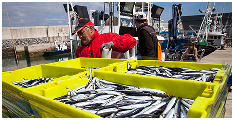 La Pesca Conservas Mingo